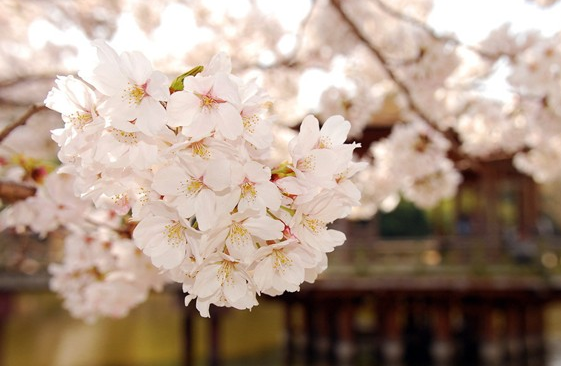 没有排名，你应该怎么选日本语言学校？